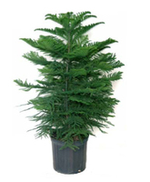 10” Norfolk Island Pine