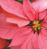 8 in Double Poinsettia- PINK FLOWER