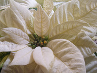 6.5 in Poinsettia- WHITE FLOWER
